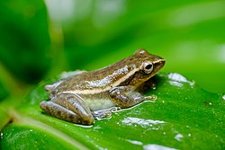 Chiromantis vittatus, Burmese bush frog (in situ) - Kaeng Krachan National Park (34854762764).jpg