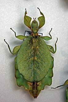 Phylliidae - Wikipedia