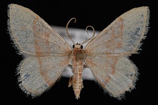 <i>Chlorochlamys appellaria</i> Species of moth