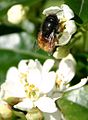 Abeille butinant des fleurs d'oranger du Mexique