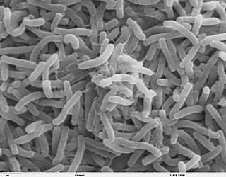 <i>Vibrio cholerae</i> Species of bacterium