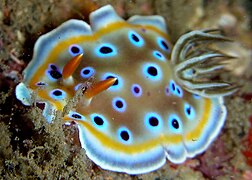 Goniobranchus geminus, un nudibranche doridien.