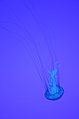 * Nomination Pacific sea nettle (Chrysaora fuscescens) under ultraviolet light at Ripley's Aquarium of Canada (Toronto) --Gzzz 22:00, 25 October 2014 (UTC) Notes added. Mattbuck 23:33, 30 October 2014 (UTC)  Done Dust spots wiped off -- Gzzz 22:22, 31 October 2014 (UTC) * Promotion Good quality. --Mattbuck 23:47, 3 November 2014 (UTC)