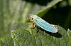 Cicadella viridis web.jpg
