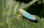 Thumbnail for Cicadellidae