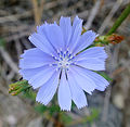 Cichorium intybus along SR 93, Lockport, New York.