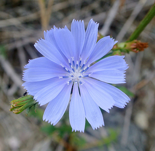 File:Cichorium intybus SR 93.jpg