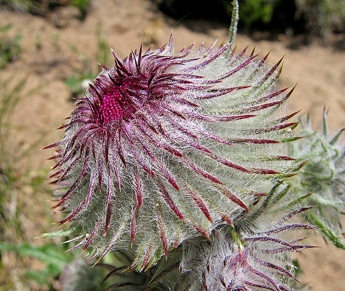 File:Cirsium edule.jpg