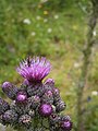 Cirsium palustre