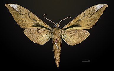 Male - Revers MHNT