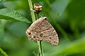 * Nomination Close Wing Nectaring of Melanitis leda (Linnaeus, 1758) - Common Evening Brown --TAPAN1412 16:00, 23 December 2023 (UTC) * Decline  Oppose upscaled out-of-focus image --Charlesjsharp 09:48, 24 December 2023 (UTC)