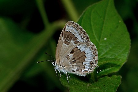 Ventral view