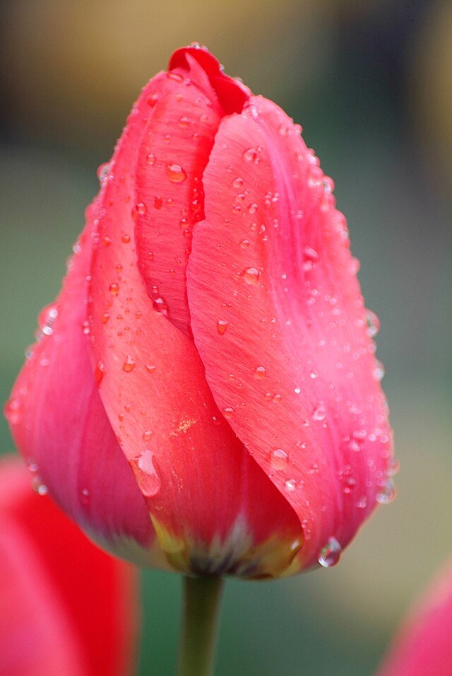 File:Full bloom fiery tulips - panoramio.jpg - Wikimedia Commons