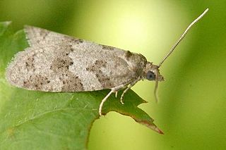 <i>Cnephasia stephensiana</i> Species of moth