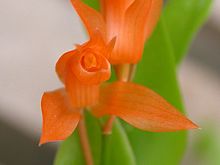 Coelogyne miniata.jpg