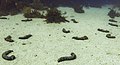 * Nomination Sea cucumbers (Holothuria arguinensis or Holothuria tubulosa), Arrábida Natural Park, Portugal --Poco a poco 16:07, 7 May 2022 (UTC) * Promotion  Support Good quality. --Ermell 19:03, 7 May 2022 (UTC)