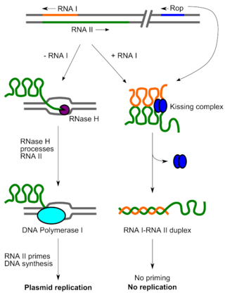 <span class="mw-page-title-main">Rop protein</span>