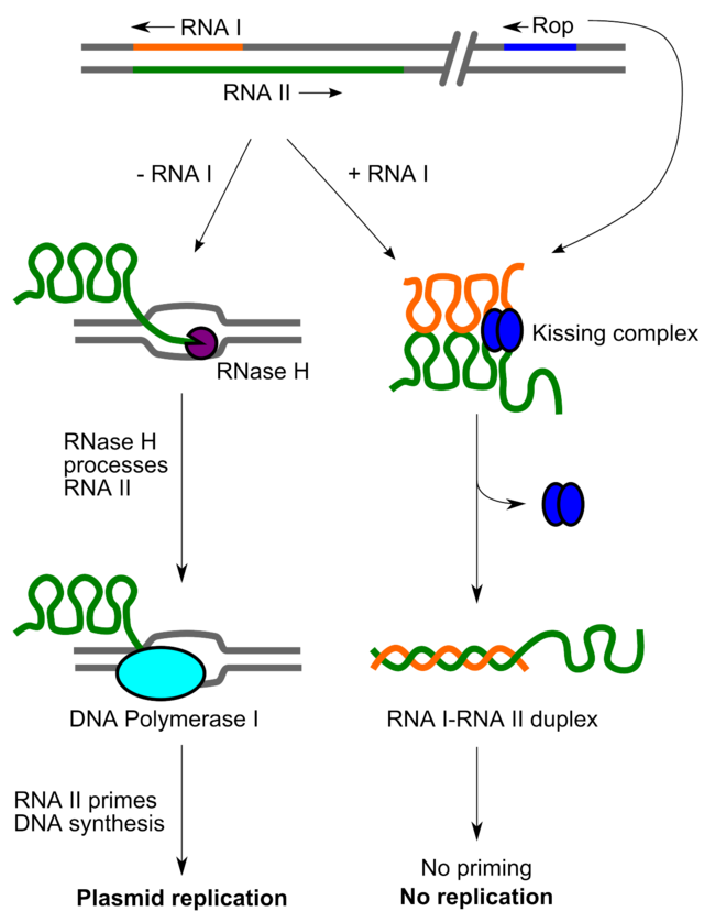 ColE1 replication control