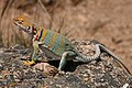 * Nomination Collared Lizard at Black Canyon of the Gunnison National Park. --Dschwen 16:44, 7 July 2010 (UTC) * Promotion Good --The High Fin Sperm Whale 16:02, 8 July 2010 (UTC)