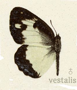 Colotis vestalis