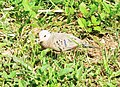 Columbina passerina (Columbidae).jpg