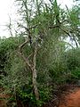 Commiphora simplicifolia, Mangily