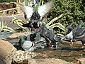 Common Rock Pigeons playing/splashing feathers in the water.