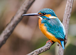 Common kingfisher, Tennōji Park, Osaka, December 2015 V.jpg