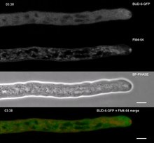 Файл: Comparative-Live-Cell-Imaging-Analyses-of-SPA-2-BUD-6-and-BNI-1-in-Neurospora-crassa-Reveal-Novel-pone.0030372.s007.ogv