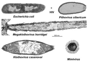 Nucleocytoviricota: Genom, Wirte, Vermehrungszyklus