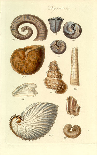 File:Conchological Manual Plate 023.jpg