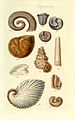 23. Argonaut and ammonite shells