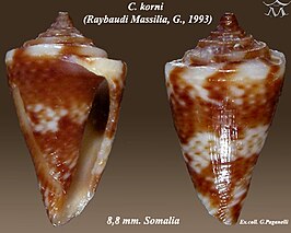 Conus korni