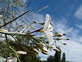 Fleur vue de côté, montrant les sépales, de Convolvulus ×despreauxii, photographiée à la Collection nationale de Convolvulacées à Châtenay-Malabry.