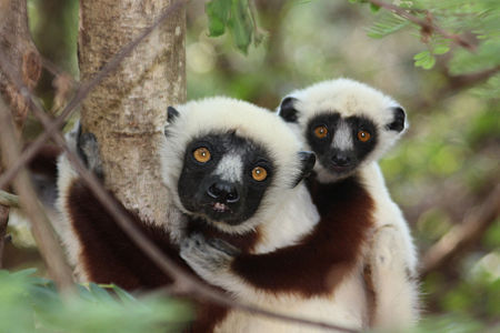 Tập_tin:Coquerel's_Sifaka_lemurs.jpg