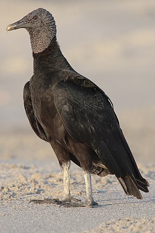 <span class="mw-page-title-main">Vulture</span> Common name for a type of bird