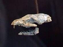Ископаемый череп Cormocyon leptodus