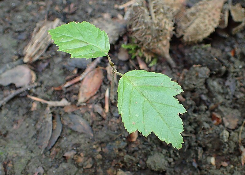 File:Corylus avellana kz10.jpg