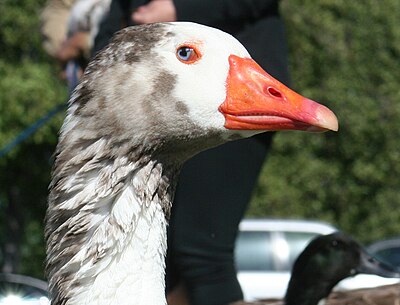 Cotton Patch goose