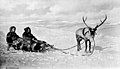 Couple in sled pulled by reindeer, Nome, Alaska, between 1908 and 1918 (AL+CA 5836).jpg
