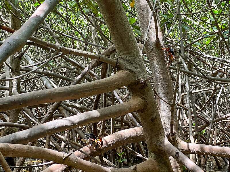 File:Crabes accrochés à la mangrove de l'aire marine protégée de la Somone.jpg