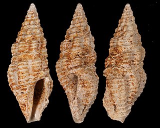 <i>Crassispira octocrassicosta</i> Extinct species of gastropod