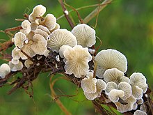 Crepidotus epibryus (Cortinariaceae), Culemborg, the Netherlands.jpg