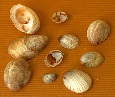 Shells of Crepidula fornicata (common slipper shell)