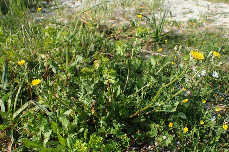 File:Crepis aspera kz2.jpg