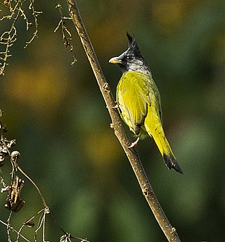 <span class="mw-page-title-main">Crested finchbill</span> Species of songbird