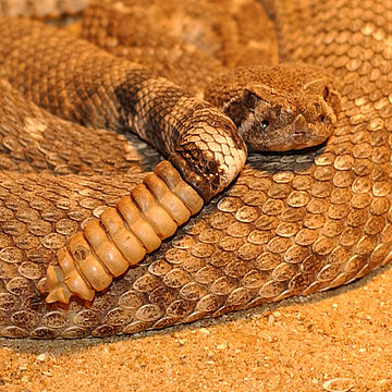 Crotalus