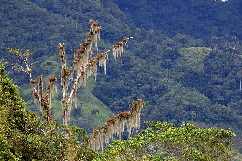 File:Cruce de Cordillera Central - Vistas sobre los 2800, antes y después de la cumbre (14726025594).jpg