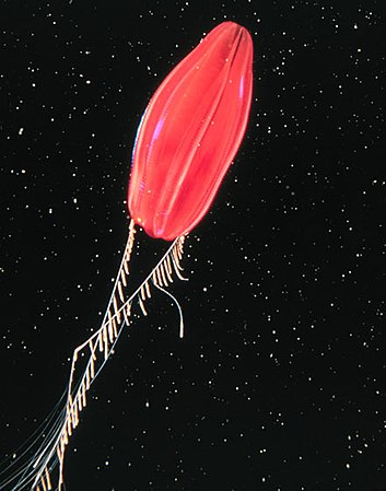 Ubur-ubur sisir yang bersifat bioluminesensi