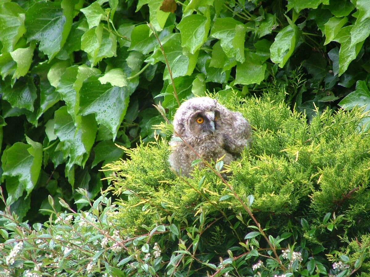 File Cucciolo Di Gufo A Ateleta Jpg Wikimedia Commons